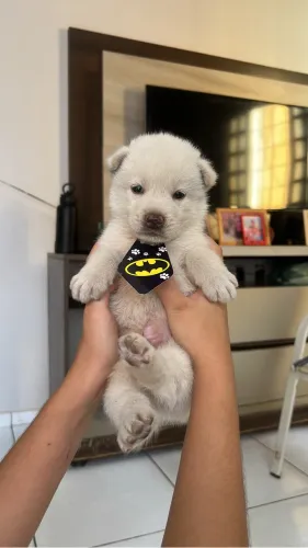 Vendo filhote de Akita