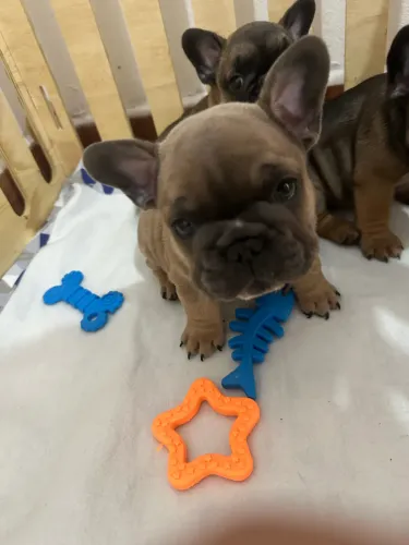 Filhotes Bulldog Francês