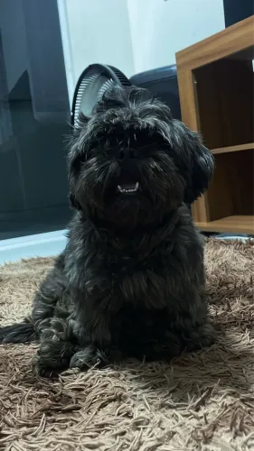 Shitzu padreador 1 ano e 5 meses