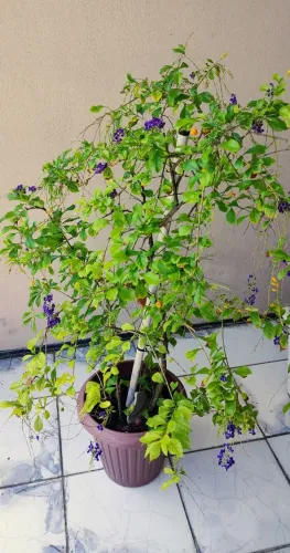 Planta Pingo de Ouro