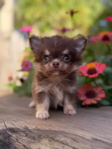 Chihuahua macho