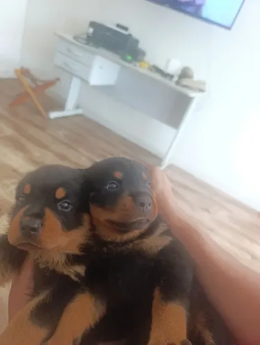 Cfilhotes de rotina vailer