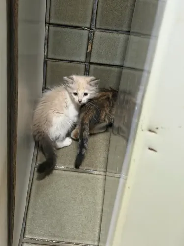 Doação de gatos