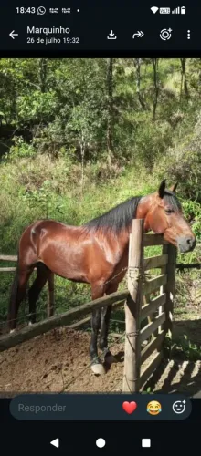 Cavalo (MARCHA PICADA)