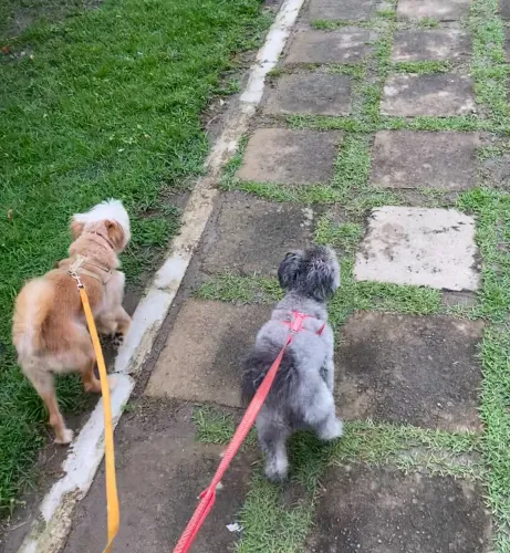 ? PASSEIO E CUIDADOS PARA CÃES E GATOS ?