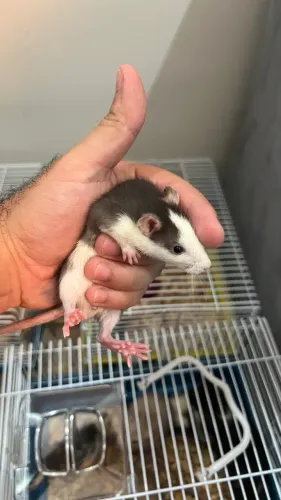 Ratos Twister - Filhotes | Pet dócil