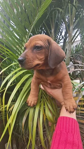 Macho de daschund salsicha