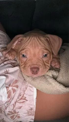 Filhote de American Bully