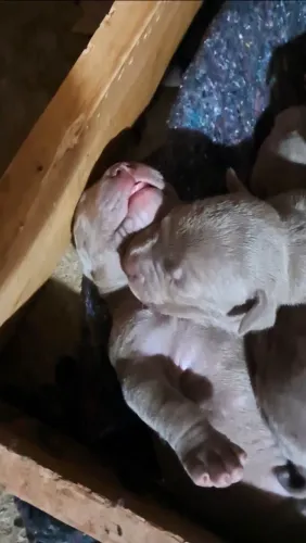 Filhotes de American Bully 