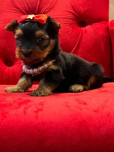 yorkshire mini