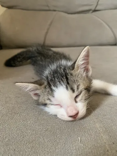 ADOÇÃO GATOS | DOAÇÃO