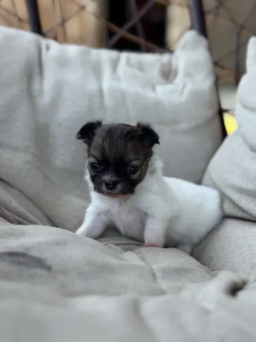 Chihuahua pelo longo - machos e fêmeas 