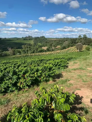 Excelente Fazenda com 24,20 Hectares, em Cambuquira/MG