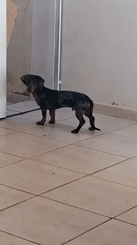 Filhote de salsicha mofado