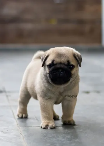 Filhotes de pug abricort roncos em forma de amor 