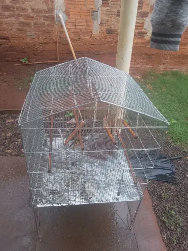 Vendo gaiola