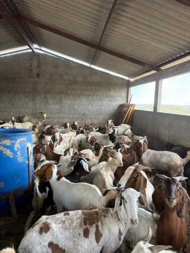 Vende-se bodes cabras e ovinos 