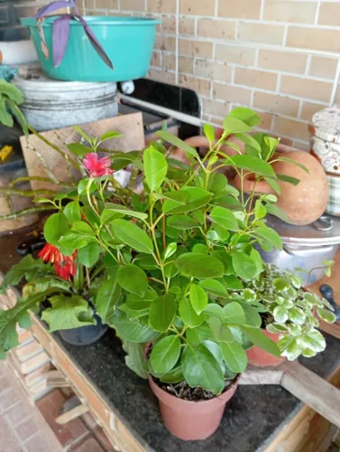 Plantas e sementes