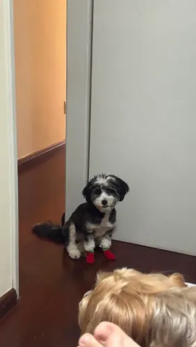 SHIH-POO Adote com responsabilidade!