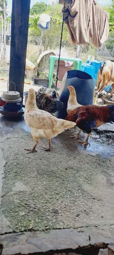 Galinha caipira