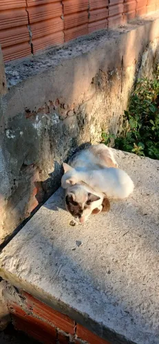 doação de gatinhos filhotes 