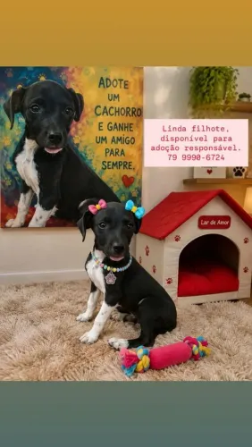 Lindas cachorras?