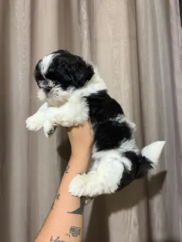 Shihtzu 45 dias