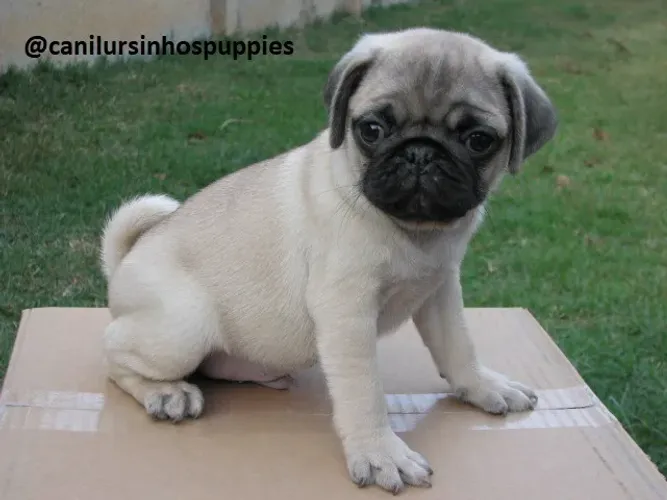pug lindos bebes pronta entrega confira