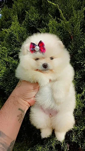 Lulu da pomerania 