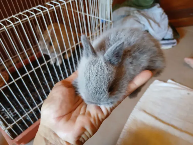 Coelho netherland Linhagem importada