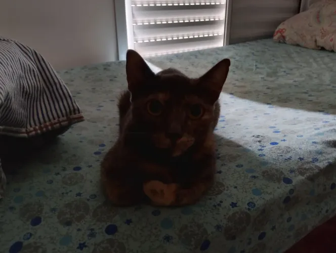 Estou doando essa gatinha castrada muito dócil