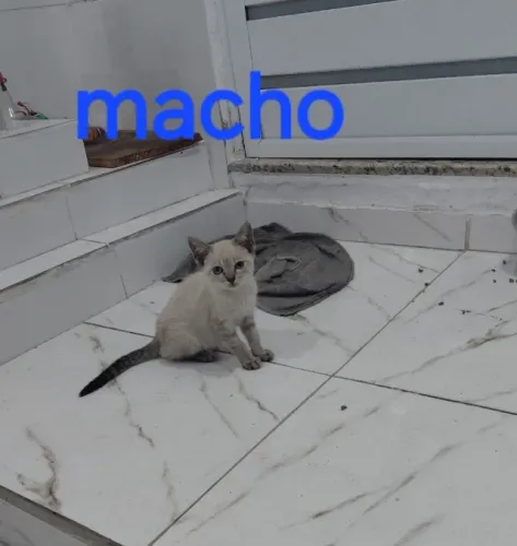 Doação de animais 