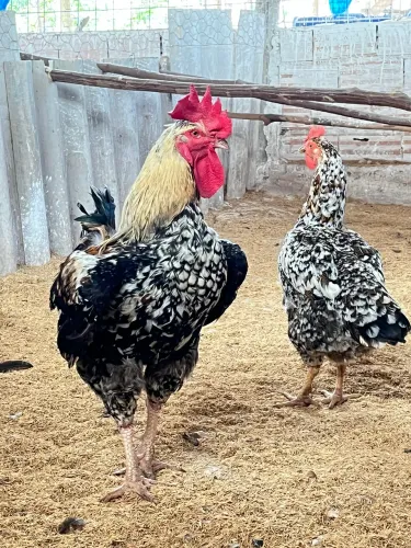 CRIATÓRIO BONSUCESSO - ovos galados e Pintinhos da galinha sertaneja GSB