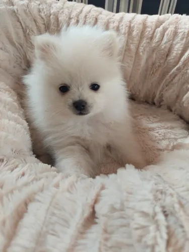 SpitZ alemão Doguinho esperando para fazer parte da sua vida
