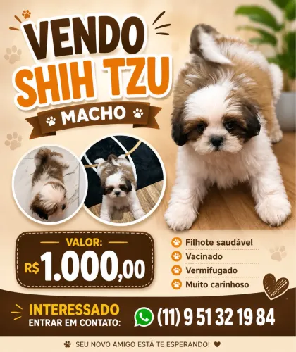 Vendo cachorro shih tzu
