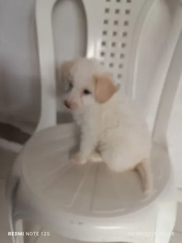 VENDO POODLE Fêmea e Macho.