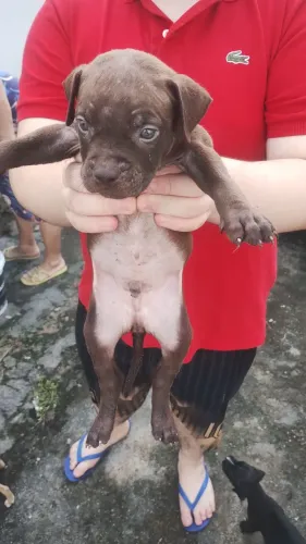 Cachorro Pit Bull Monster 