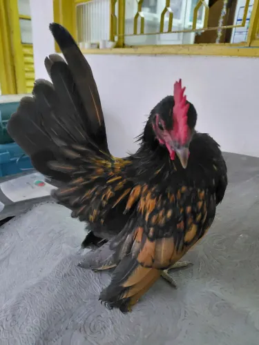 Raça serama galinho de 5 meses
