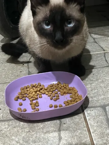 Filhote de gato para adoção