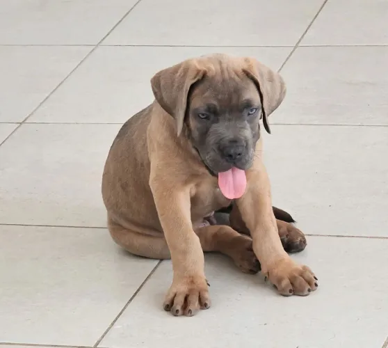 Lindo filhote de Cane Corso italiano. Fulvo.