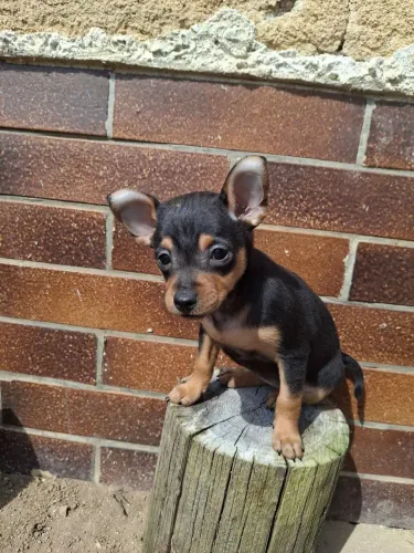 Filhotes De Pinscher - Quer Mais Amor Em Sua Vida, Um Filhote Vai Bem