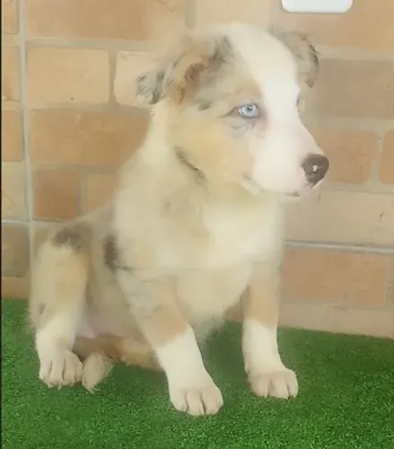 Border collie daqueles que impressionam até filhotes