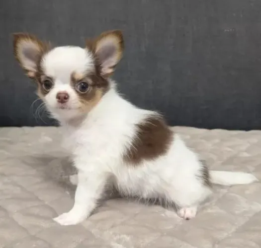 Bebezinho Chihuahua de linhagem selecionada e saudável