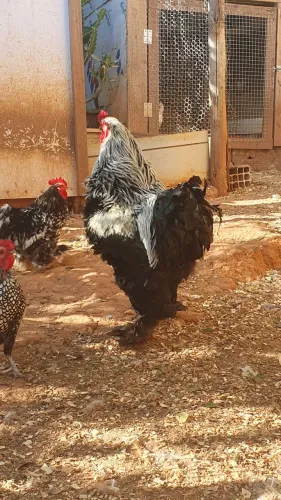 Galinha e galos bhahama 