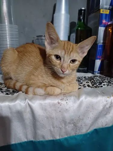 Amarelinho dengoso