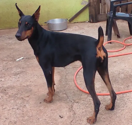Filhote de doberman disponível 