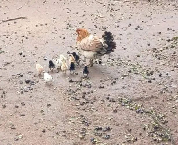 Garnisé com 10 pintinhos