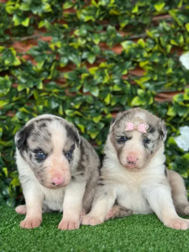 Border collie casal lindo disponível 