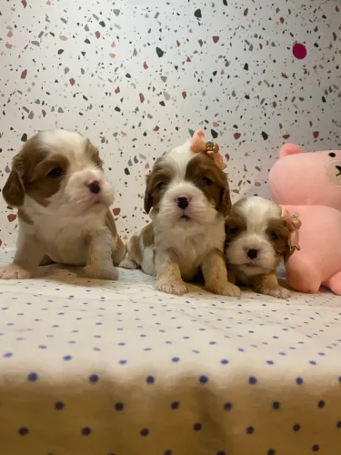 Cavalier fotos reais lindas fêmeas e machinhos