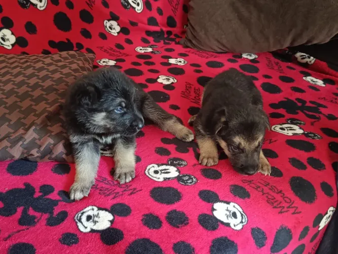 Pastor alemao disponível  filhotes macho e fêmea 